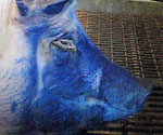 A sick pig sprayed down with blue paint by farm workers for no good reason