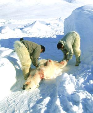The cruel hunt of Polar Bears via The Independent