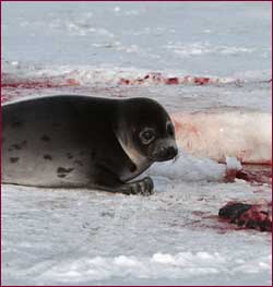 A mother seal looks on her dead seal pups. A sea of blood cover the pristine ice.